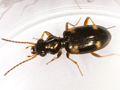 Bembidion quadrimaculatum